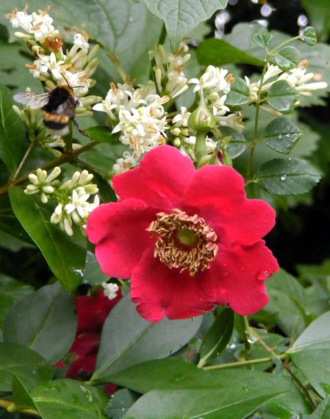 rosa moyesii geranium 23 june 2016 s5700 026