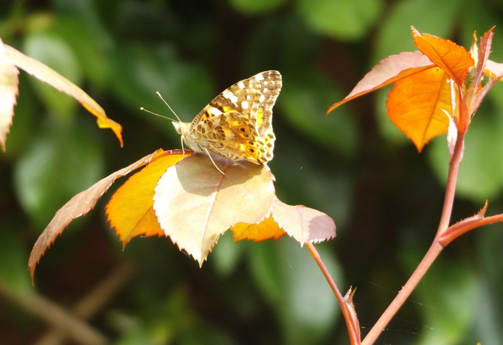 painted lady 5 june 2016 027