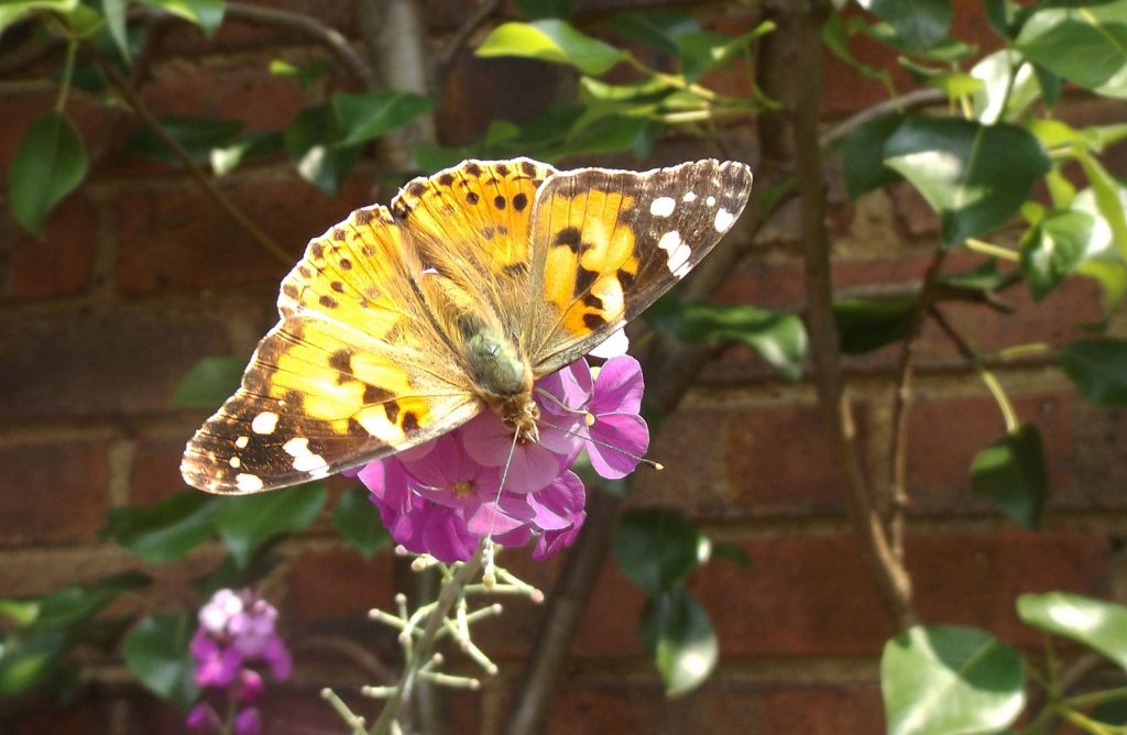 painted lady 5 june 2016 039