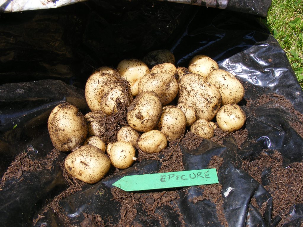 potatoes 9 june 2016 s5700 051