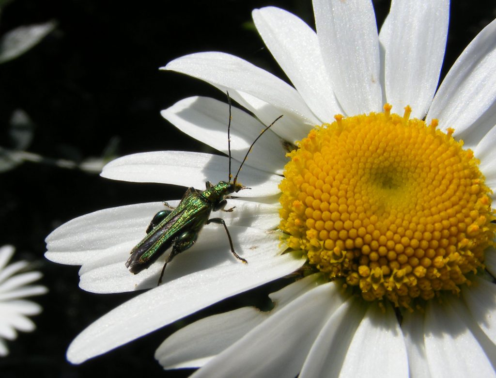 beetle on oxeye 9 june 2016 s5700 034crop