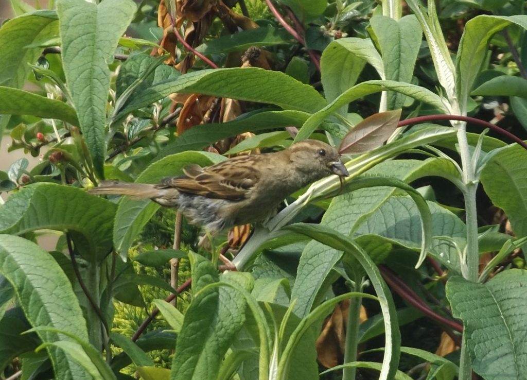 sparrow 5 june 2016 003