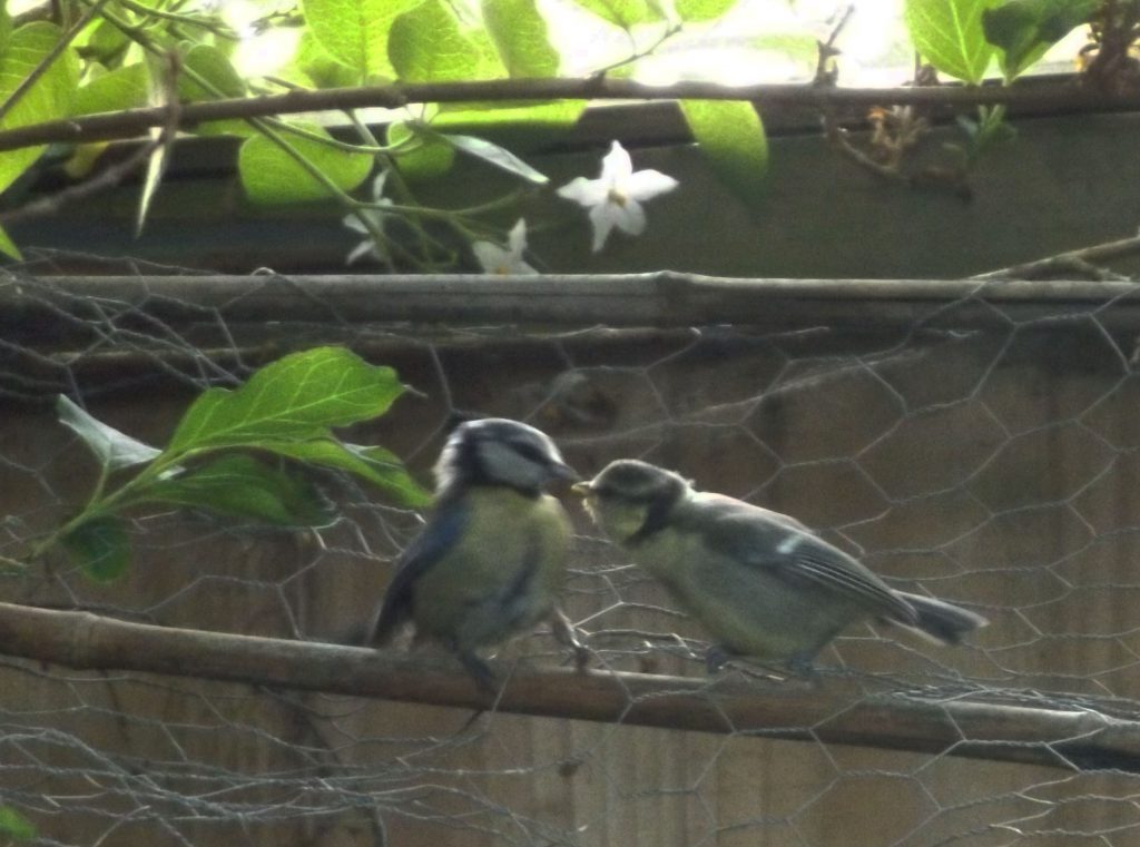 blue tits 9 june 2016 s8600 031