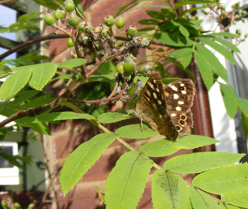 19 june 2016 Speckled wood butterfly and aphid honeydew (3)