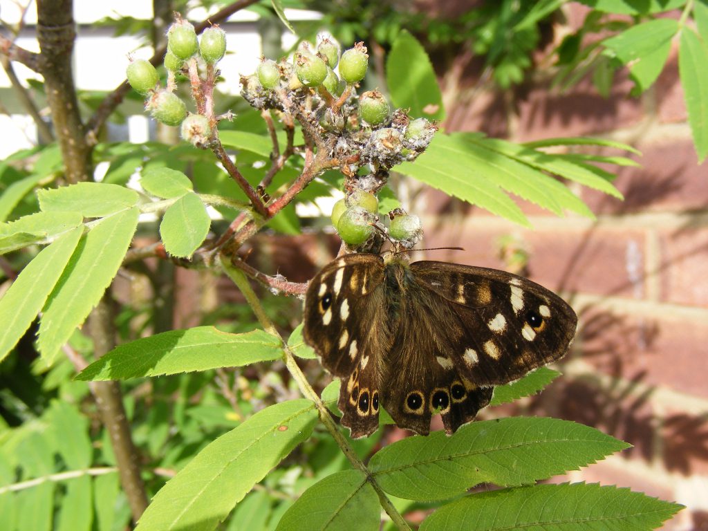 19 june 2016 Speckled wood butterfly and aphid honeydew (5)