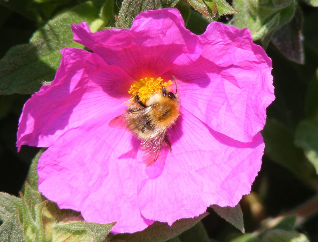 bee on cistus 9 june 2016 s5700 015