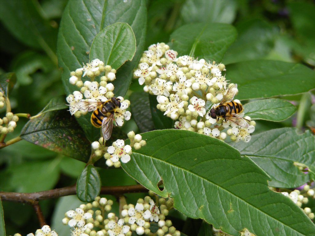 hoverflies 19 june 2016 s5700 073