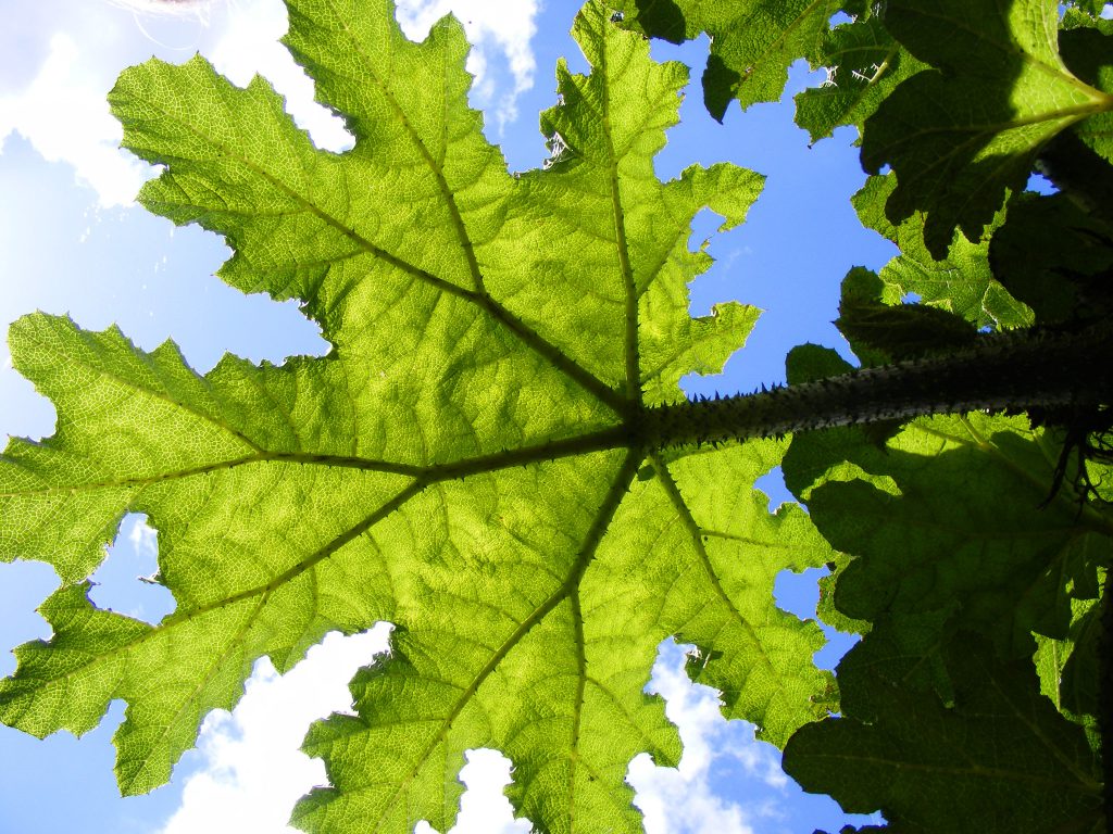 Gunnera tinctoria 5 july 2016 s5700 015