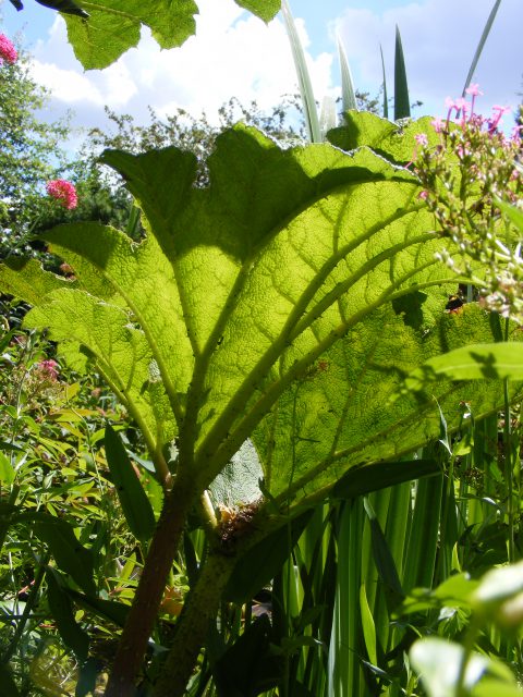 Gunnera tinctoria 5 july 2016 s5700 018