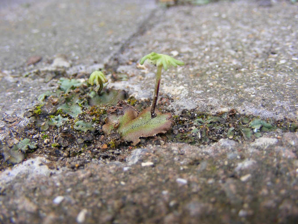 Marchantia polymorpha liverwort natural 27 july 2016 s5700 005