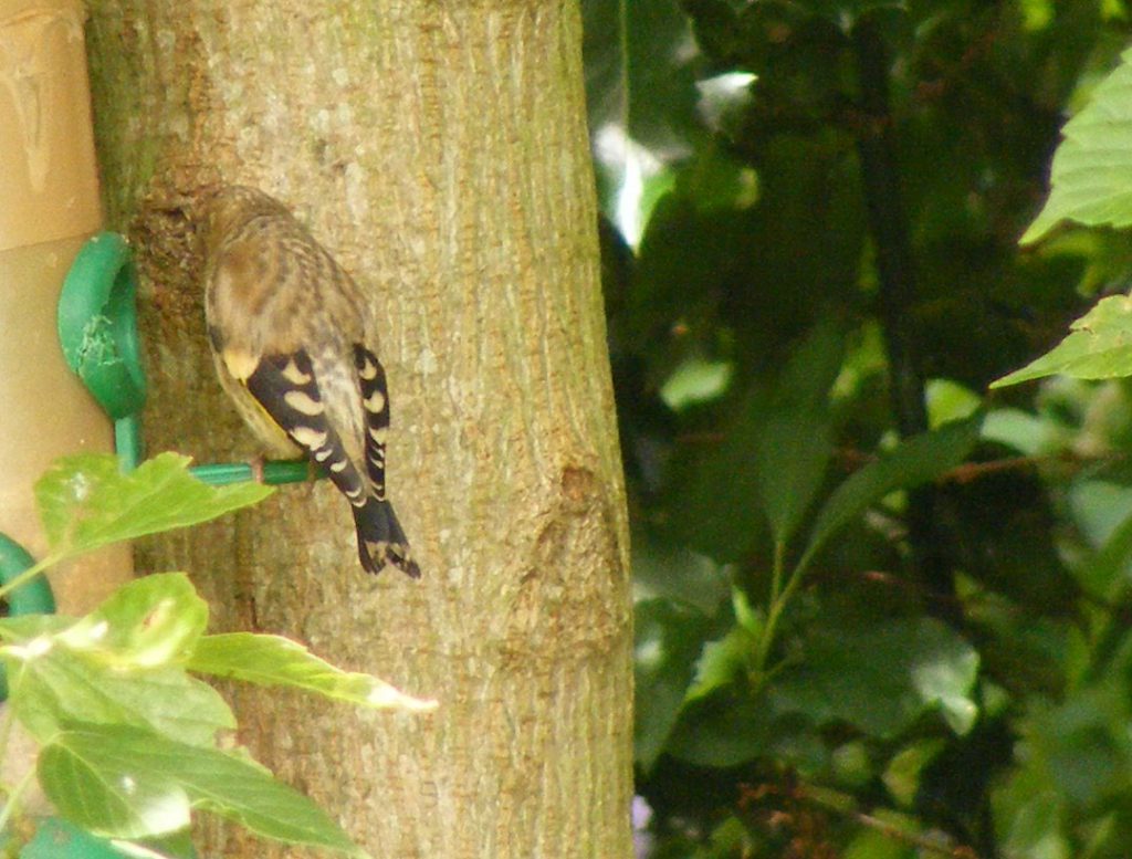 Young goldfinch 6 july 2016 s5700 003