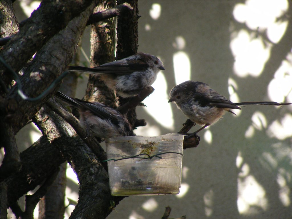 Long tailed tits 17 july 2016 s5700 025