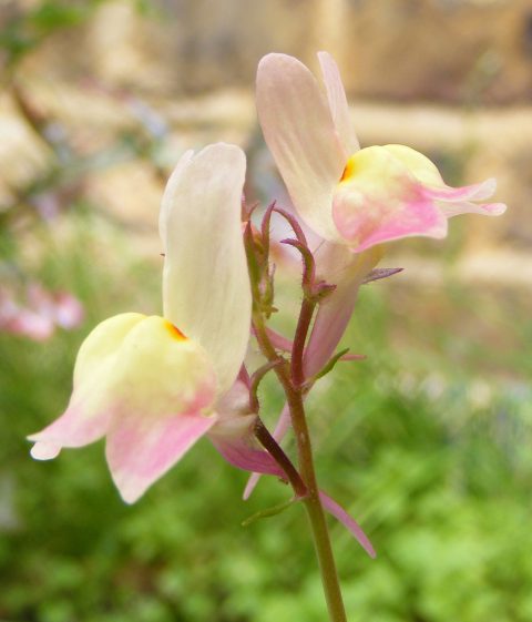 Moroccan toadflax 9 July 2016 s5700 (21)