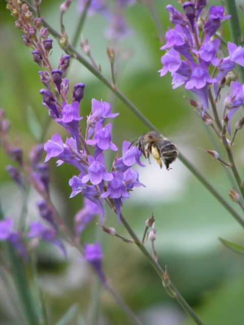 Purple toadflax 26 june 2016 s5700 010