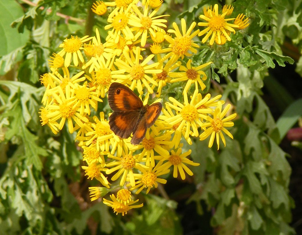 Gatekeeper on ragwort 26 july 2016 s5700 051