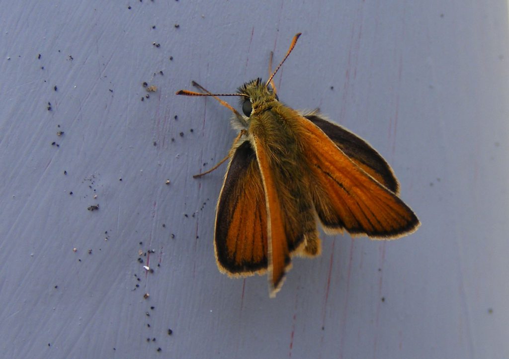 Small skipper 9 July 2016 s5700 (11)