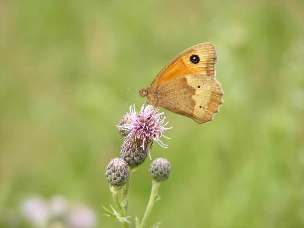 Meadow brown 16 july 2016 s5700 113