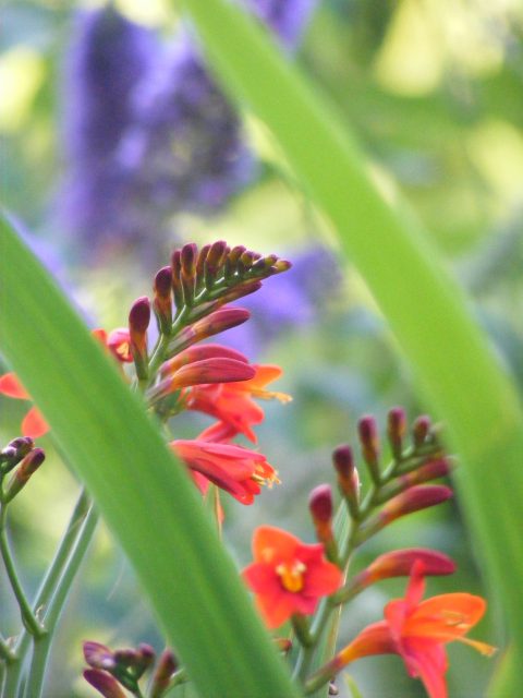 Crocosmia 26 july 2016 s5700 029