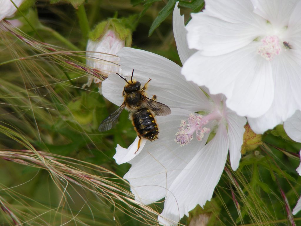 Wool carder bee 1 july 2016 s5700 011