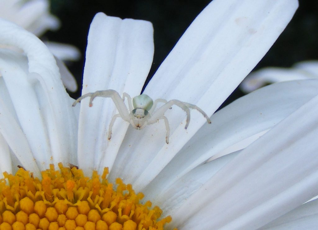 White crab spider 26 july 2016 s5700 024