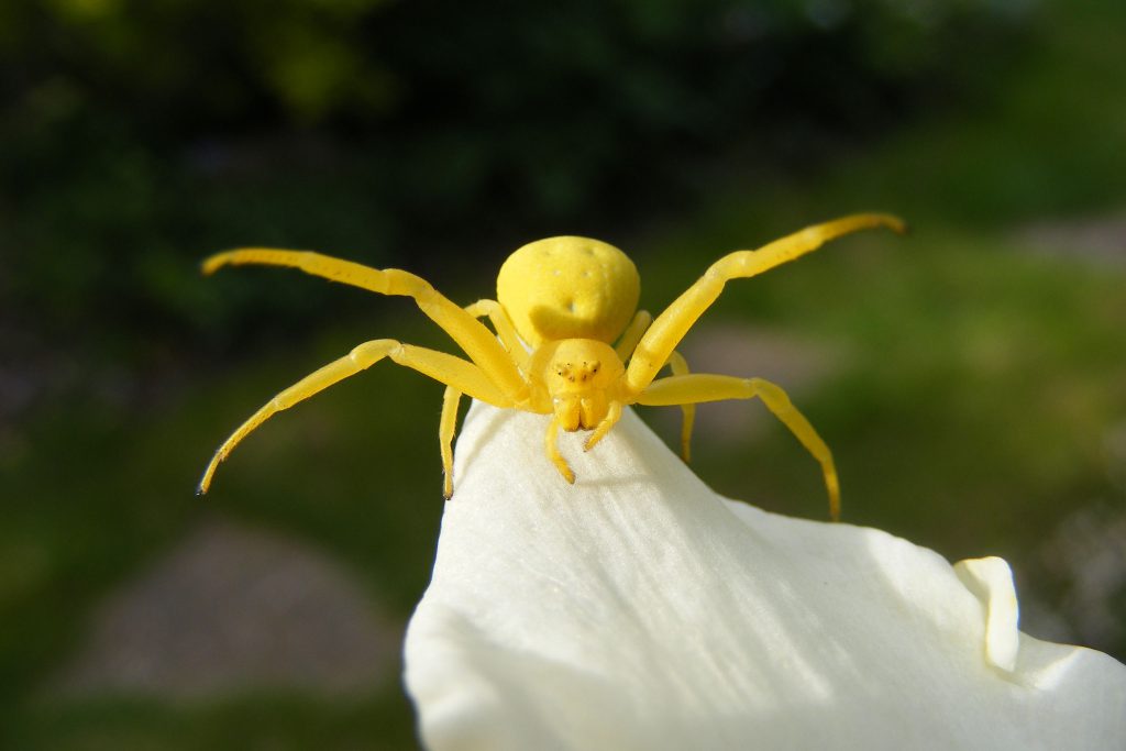 yellow crab spider 25 april 2014 (10)