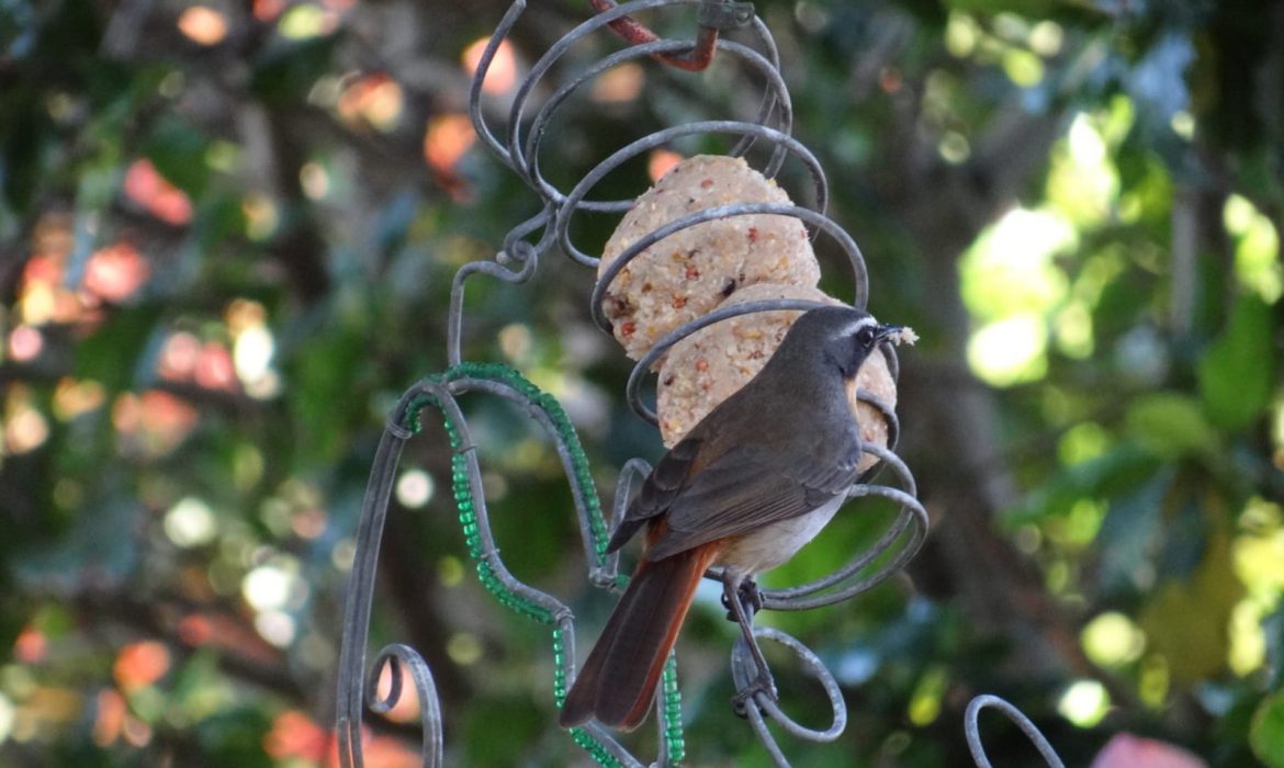 Royal Chundu Homeschool Making Suet Balls for Birds