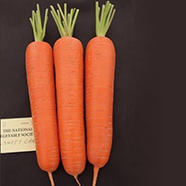 Carrot Sweet Candle F1 Seeds