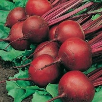 Beetroot Red Ace F1 Seeds