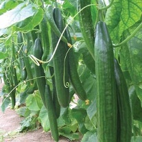 Cucumber (Indoor) Carmen F1 Seeds