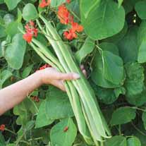 Runner Bean (Red Flowered) Benchmaster Seeds
