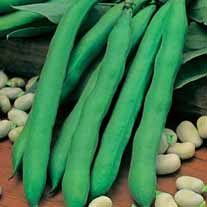 Broad Bean Giant Exhibition Longpod Seeds