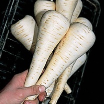 Parsnip Gladiator F1 AGM Seeds