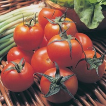 Tomato Moneymaker Seeds