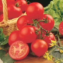 Tomato Shirley F1 AGM Seeds