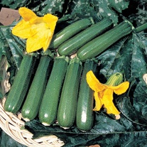 Courgette Defender F1 AGM Seeds