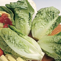 Lettuce Little Gem AGM Seeds