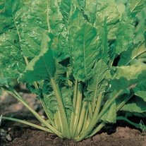 Chard Perpetual Spinach Seeds
