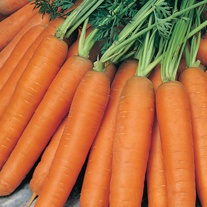 Carrot Nantes 5 Seeds