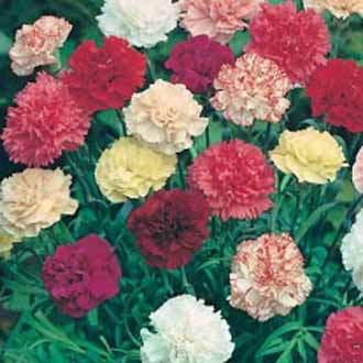 carnation giant chabaud mixed flower seeds double hover enlarge zoom