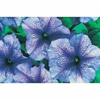 Petunia Daddy Blue F1|Mr Fothergill’s Flower Seeds