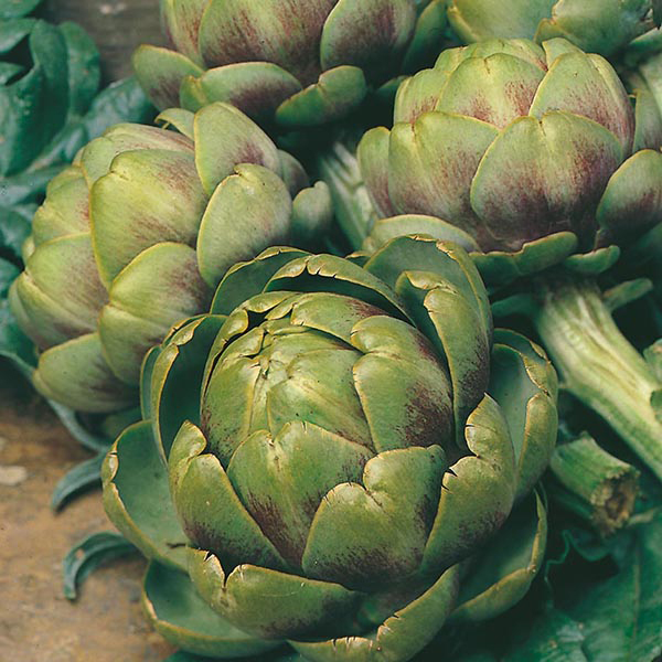 Artichoke Green Globe Seeds from Mr Fothergill's Seeds and Plants