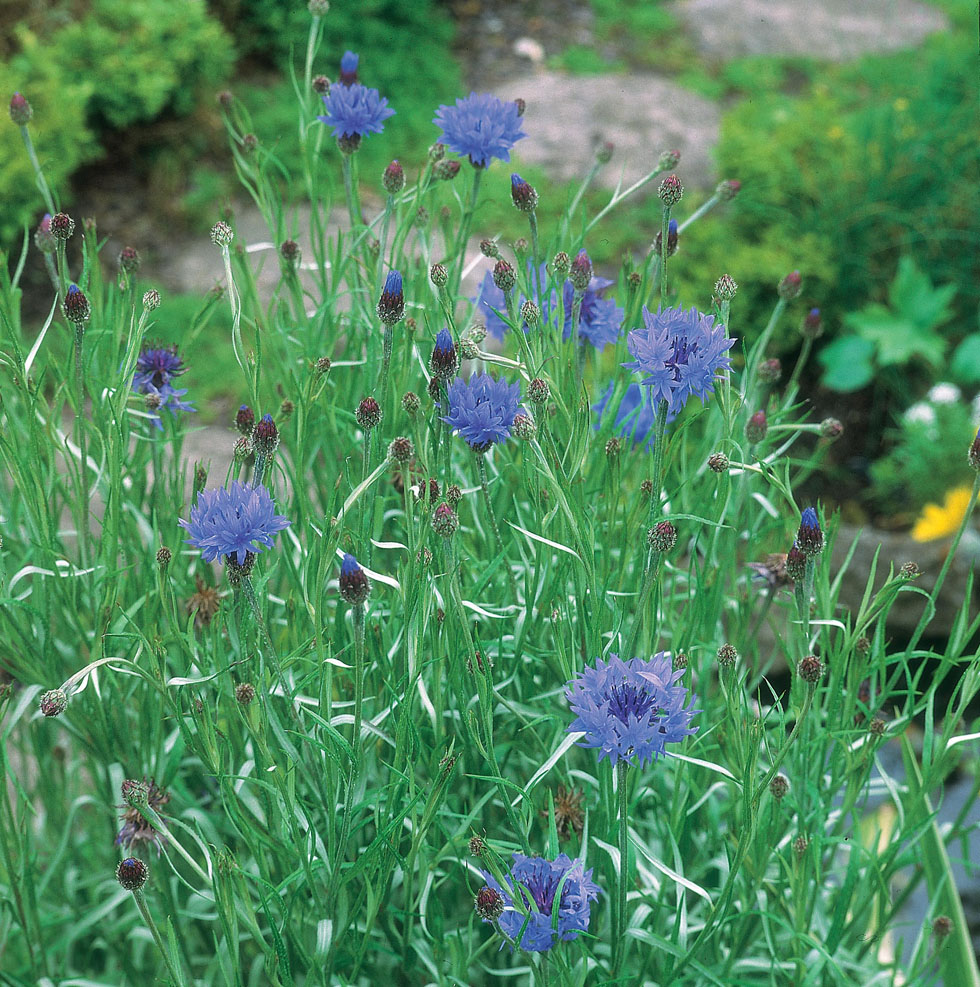 Cornflower Wild Cornflower Seeds from Mr Fothergill's Seeds and Plants