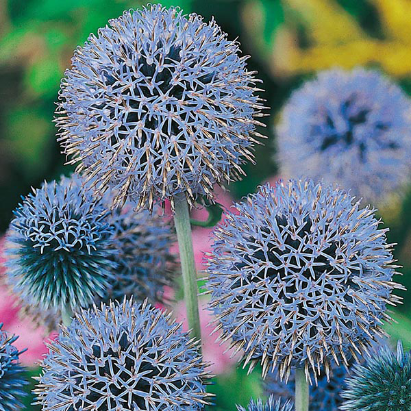 Globe Thistle Seeds from Mr Fothergill's Seeds and Plants