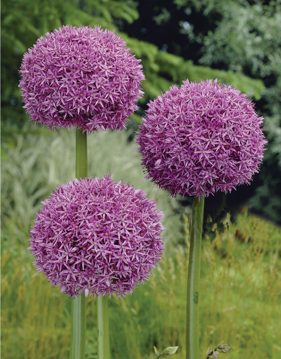 Allium giganteum Seeds from Mr Fothergill's Seeds and Plants