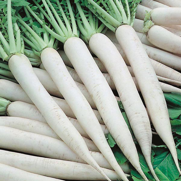 radish-mooli-mino-early-seeds-from-mr-fothergill-s-seeds-and-plants
