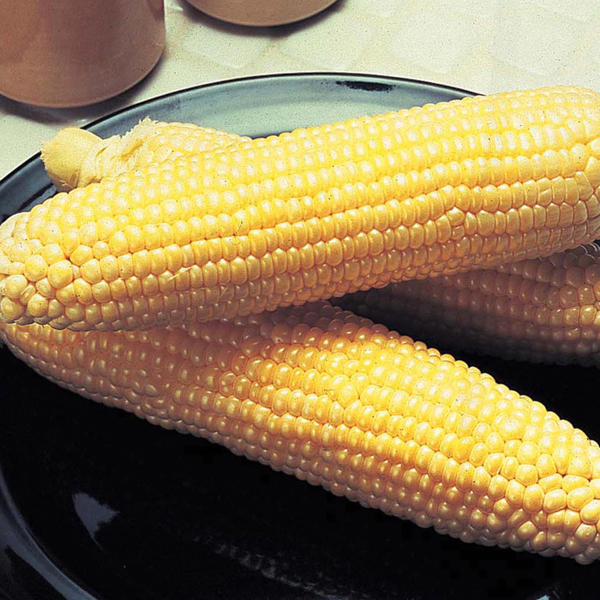 Sweet Corn Incredible F1 SeedsMr Fothergill's Vegetable Seeds