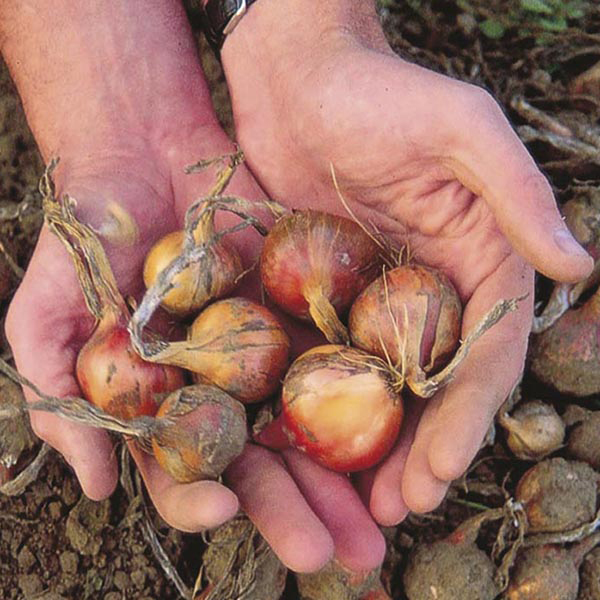 Shallot Ambition F1 Seeds from Mr Fothergill's Seeds and Plants