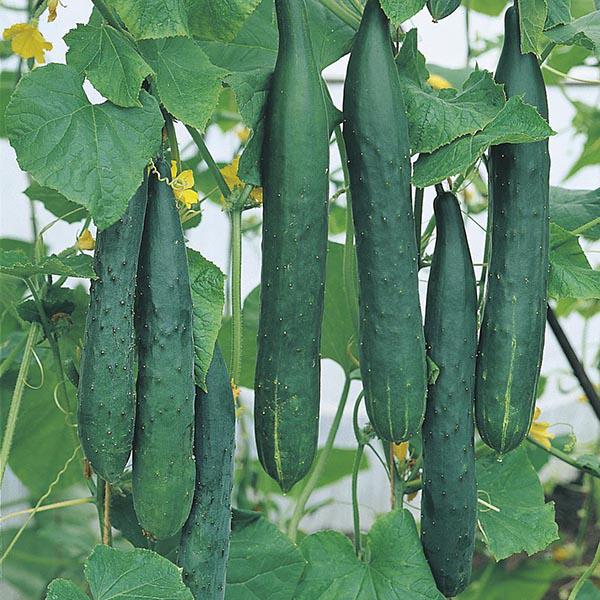 Cucumber Burpless Tasty Green F1 Seeds from Mr Fothergill's Seeds and