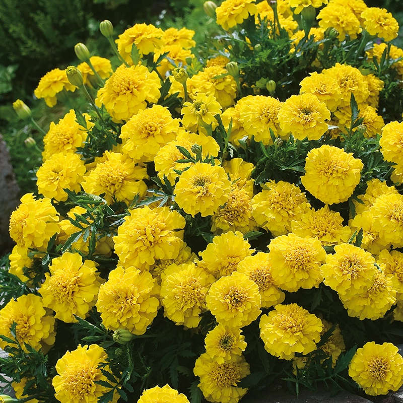 Marigold (French) Yellow Jacket Seeds from Mr Fothergill's Seeds and Plants