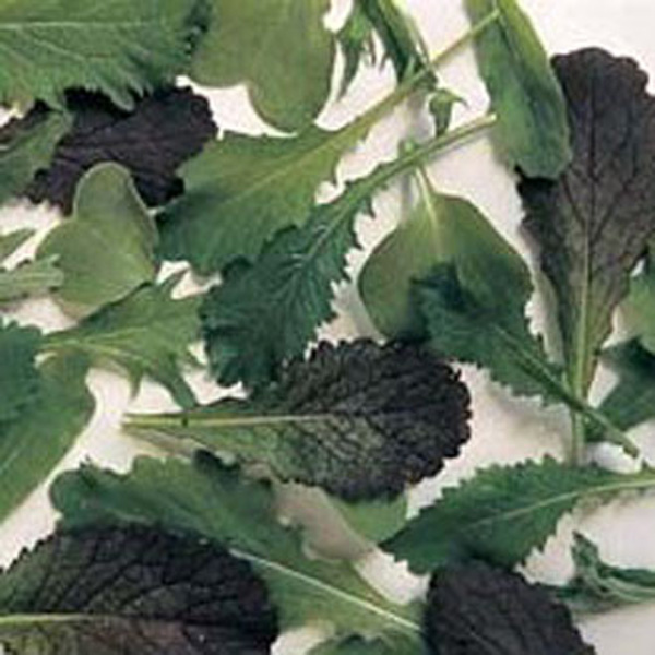 Salad Leaves Oriental Salad Leaf Mixed SeedsD. T. Brown Vegetable Seeds
